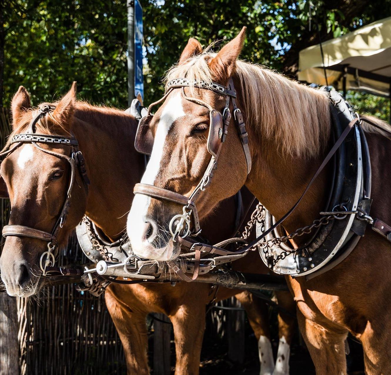 Foto für Pferde-Kutschenfahrt in Meransen